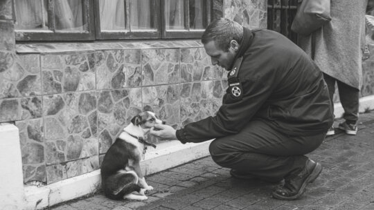 Sterilise animals in Cape Town & prevent suffering