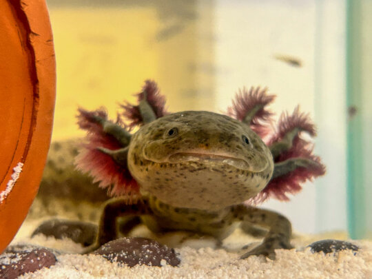 Axolotl conservation in the Xochimilco wetland