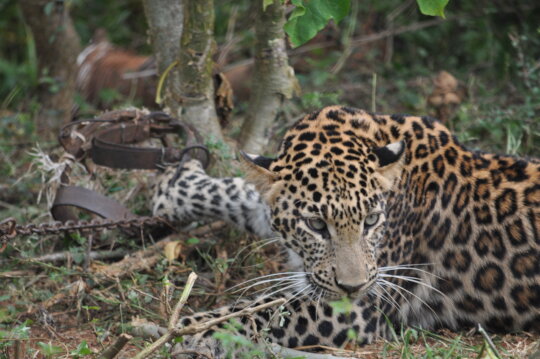 Save Indian Wildlife from Poaching & Illegal Trade