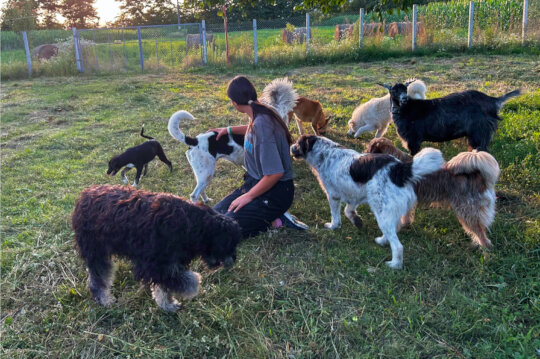 Food and vet care for over 70 animals in Romania
