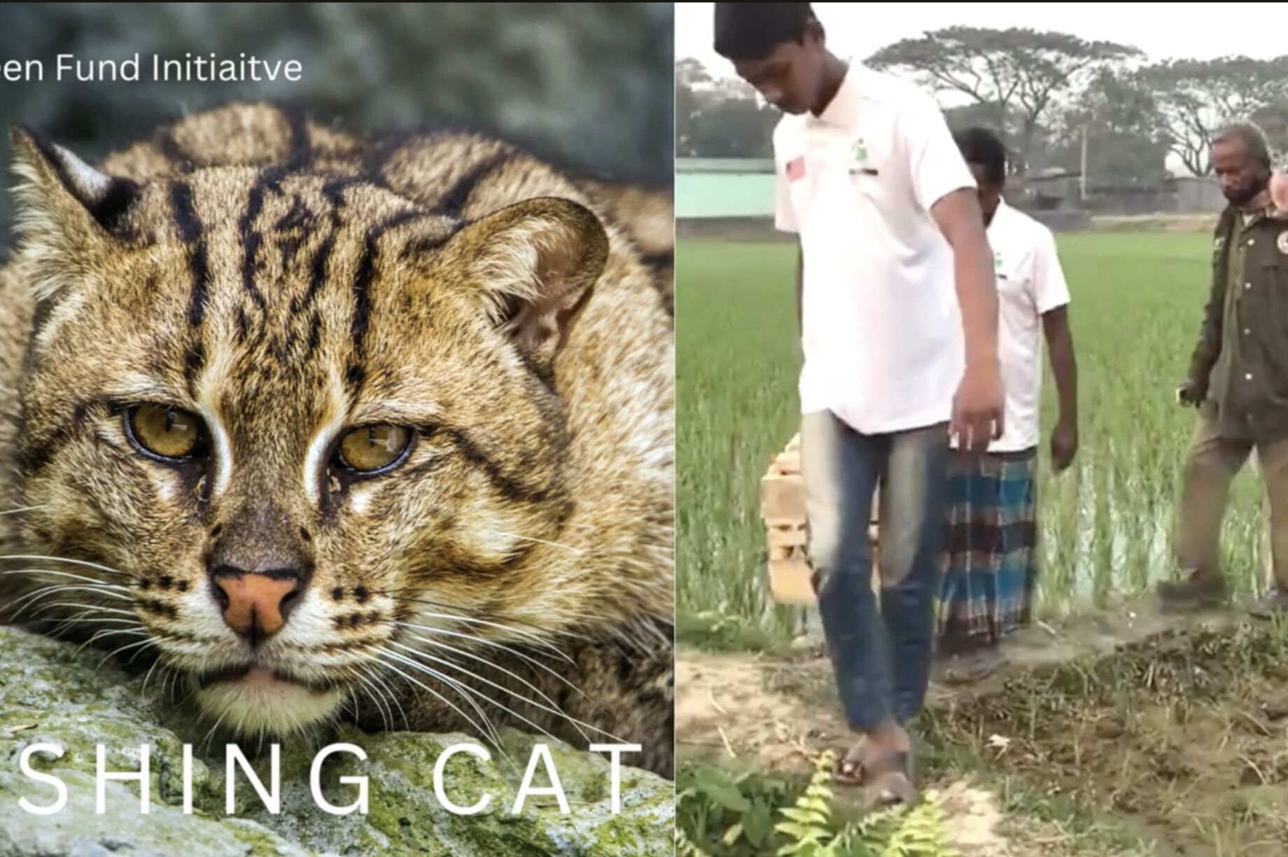 Join the Fight to Save the Fishing Cat