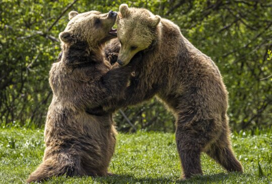 Romanian Bear Sanctuary