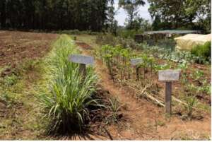 Teach permaculture& Fight Food Insecurity in Kenya