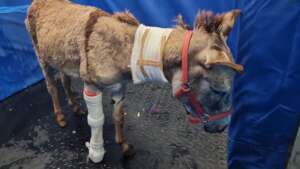 Appeal to Save the Donkeys of Gaza