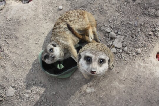 Adopt orphaned meerkats