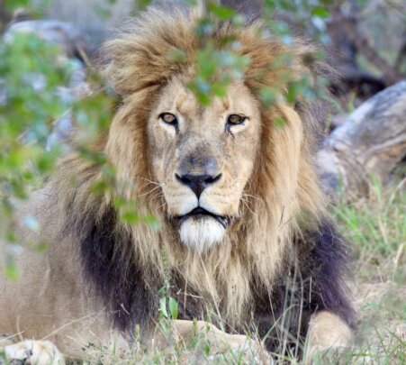 Give Telo the Life He Deserves