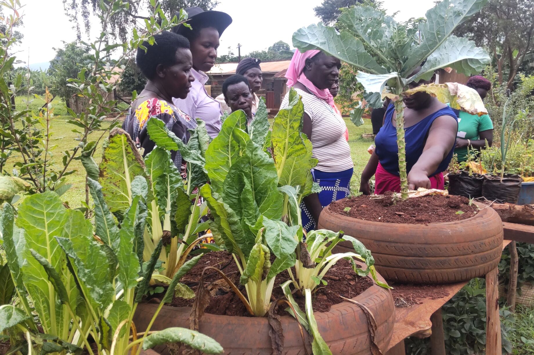Photos from Reducing Food Insecurity through Vegetable Farming ...