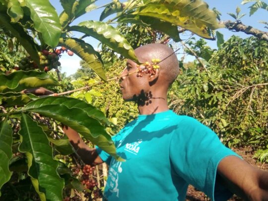 Provide Coffee Seeds To 120 Farmers To End Poverty