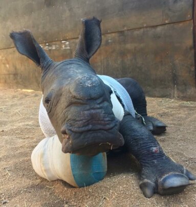 Save Orphaned and Injured Rhinos