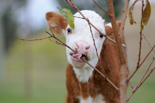 Planting orchards for rescued animals