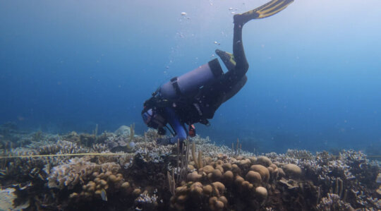 Restore the Varadero Reef Hope Spot in Colombia