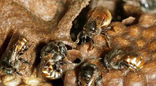 Casa Bee Kind Gardens and Hives