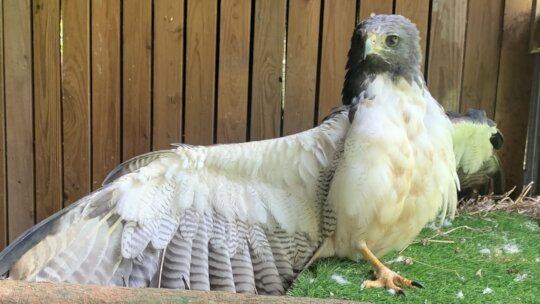 The Raptor Sanctuary at Belize Bird Rescue