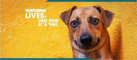 Rescue & Rehabilitation of Sick & Injured Animals