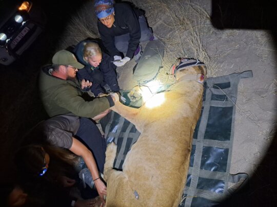 Protect Kruger's Lions from Being Poached