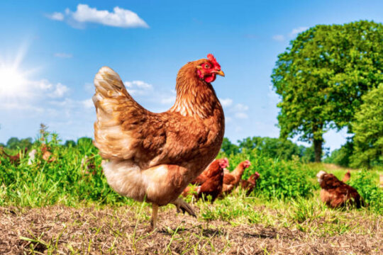 Support for Improving Local Chicken Farming