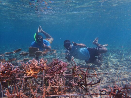 Race to Save Fiji's Coral Reefs: Keda Kava Helps