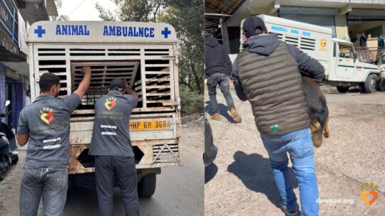 New Mahindra Jeep Needed for Street Dogs