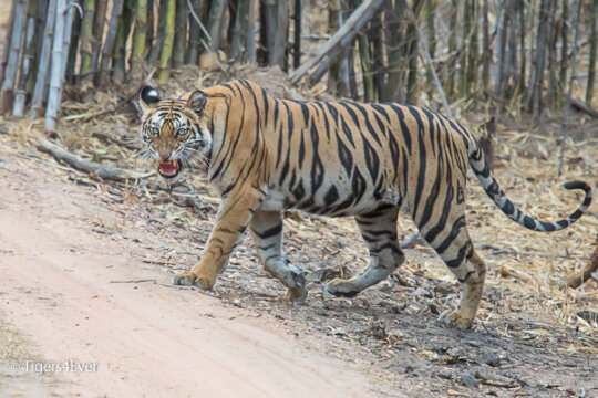 Wild Tiger Habitat Restoration Project in India