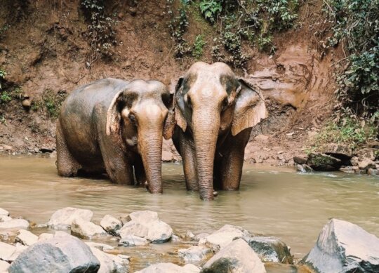 Save Soul Sisters: Forever Home for Doe & Darling