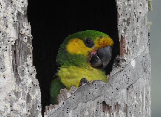 Future in Flight: Protecting Yellow-eared Parrots