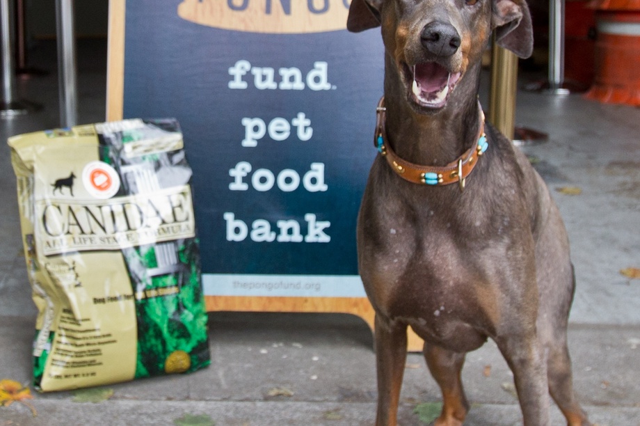 The Pongo Fund Pet Food Bank GlobalGiving