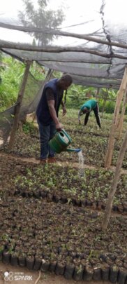 Plant 50,000 Trees In Northern Rwanda