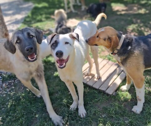 Paws of Hope Building a Lifeline for Ankara's Dogs