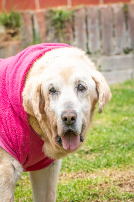 Global Dog Sponsorship Program