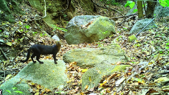 Protection of sacred space of Cerro la Tortuga
