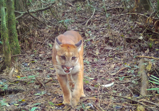 Atlantic Forest Biodiversity Monitoring