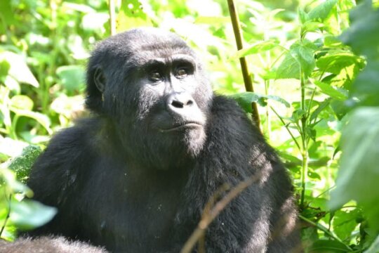 Protecting Uganda's Endangered Mountain Gorillas
