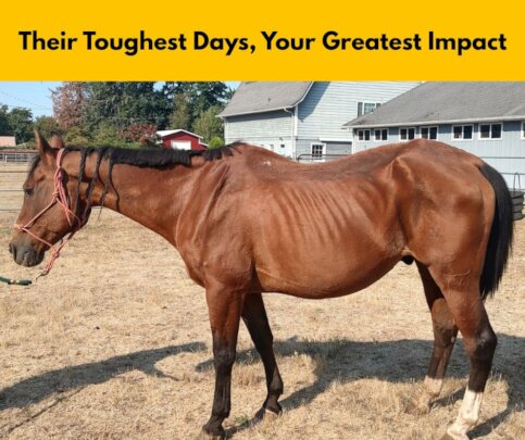 Healing the Horses That Need Us Most