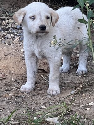 Luna Left for Dead - Will You Help?