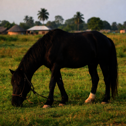 Galloping into the Future: Save Nigeria's Horses