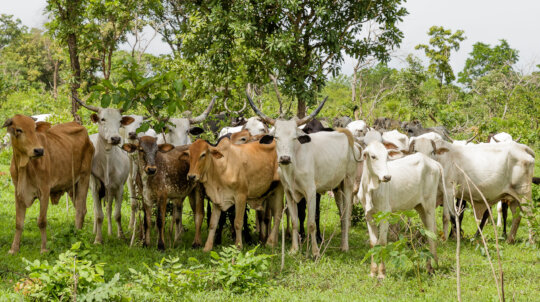 Veterinary Care for 500 Livestock in Kano
