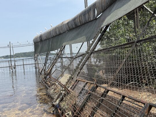 Emergency Repairs of the Chimpanzee Fence