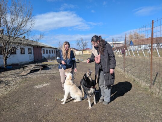 Rehabilitate 254 Traumatized Dogs for Adoption
