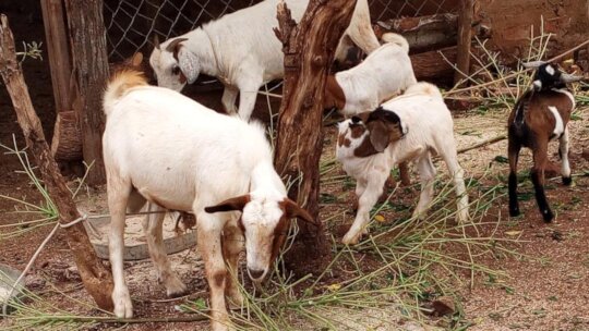 Help180 orphaned households access income & food