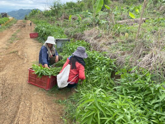 Help to Farmers affected by the Middle East Crisis