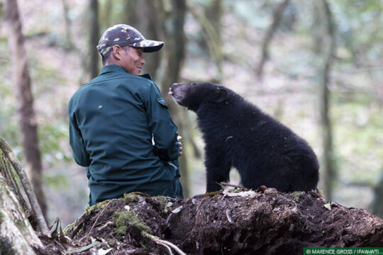 Rescue and Rehabilitation of Asiatic Black Bears