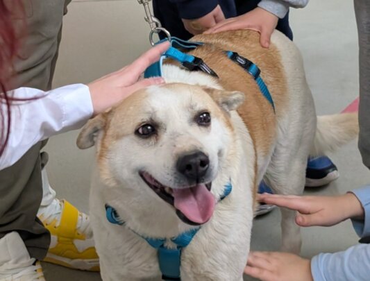 Break Animal Neglect Through Education