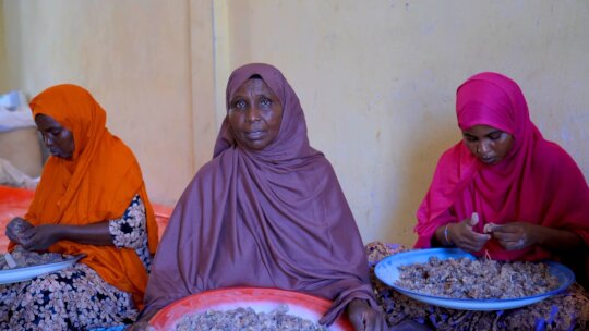 Help Keep Somali Frankincense Forests Alive