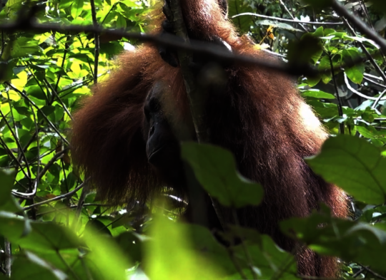 Help us to save orangutans in Borneo (Indonesia)