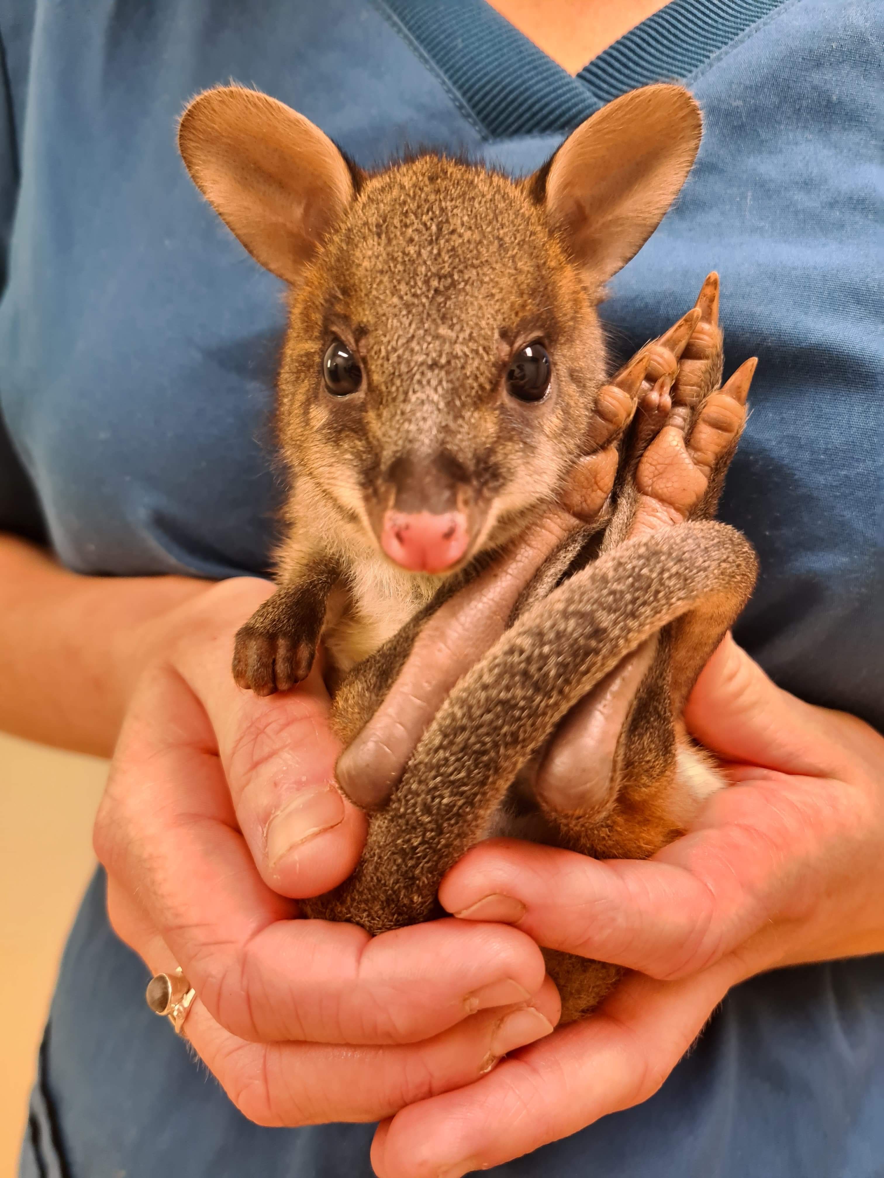 Photos from Treating patients Australia Zoo Wildlife Hospital