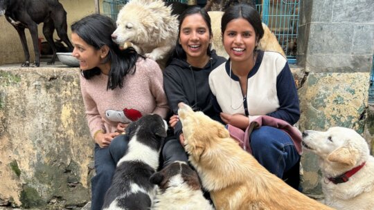Giving Back-Remember the Stray Dogs in India?