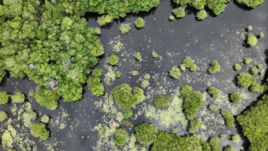 Saving Sea Turtles and Coastal Ecosystems in Guate