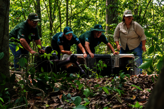 From Rescue to Freedom: Wildlife in Guatemala