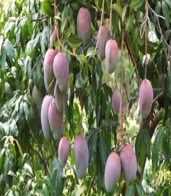 Irrigation for Improved Nutrition and Incomes