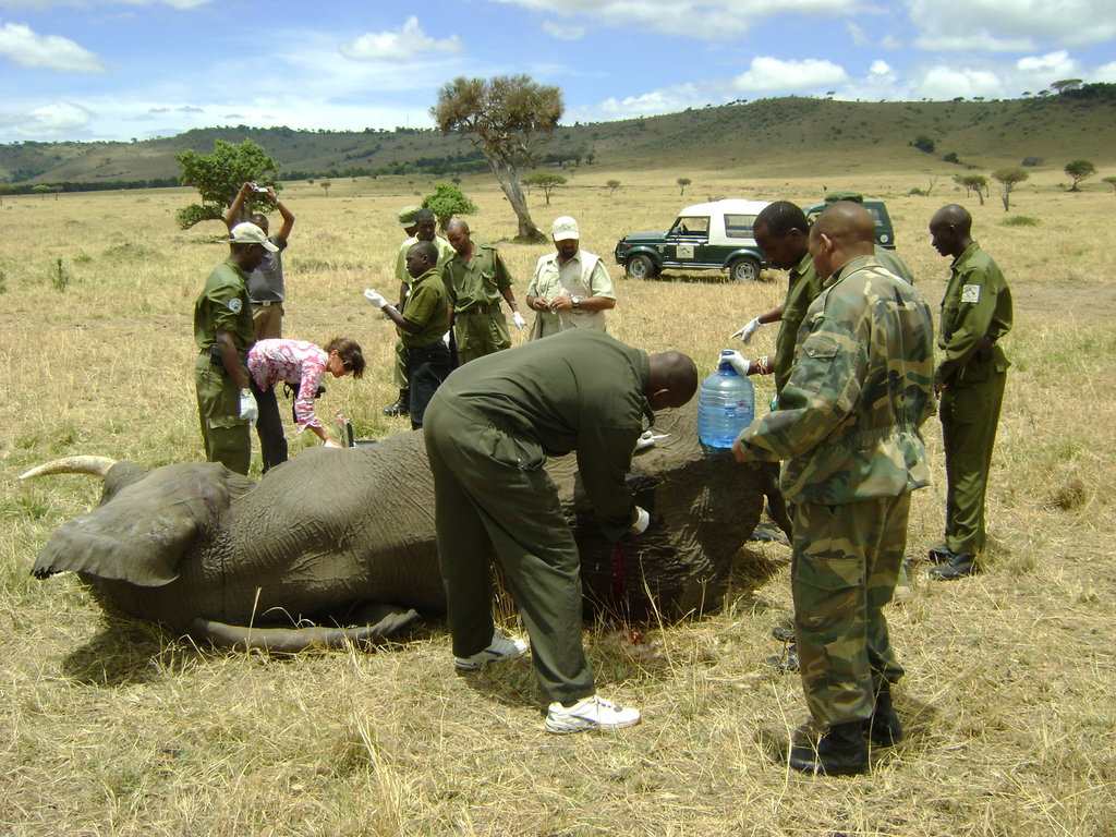 Kenya save the wildlife, support the community GlobalGiving